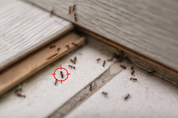 Best Pest Prevention Services  in Twin Lake, MI